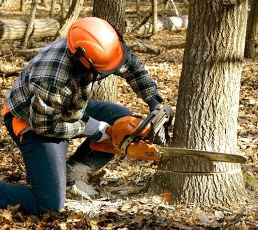 Tree Removal in Front Royal, VA